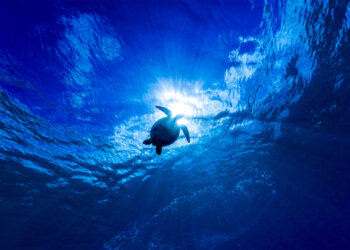 Mavi, İndigo Turtles koleksiyonuyla Caretta Caretta’lara hayat vermeyi sürdürüyor.