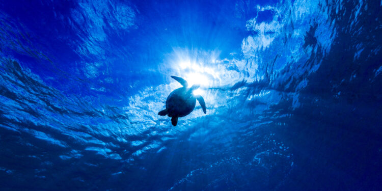 Mavi, İndigo Turtles koleksiyonuyla Caretta Caretta’lara hayat vermeyi sürdürüyor.