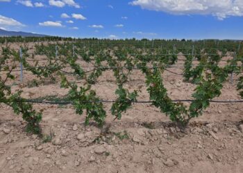 Argos Bağları, Kapadokya’nın ilk Ecocert sertifikalı bağı oldu.