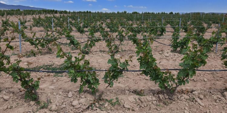 Argos Bağları, Kapadokya’nın ilk Ecocert sertifikalı bağı oldu.