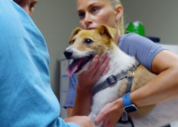 ‘Heartland Veterinerleri: Pati ve Pençe’, 3 Kasım Pazartesi 21.00’de National Geographic WILD ekranlarında izleyicilerle buluşuyor!