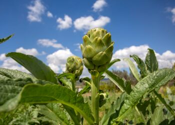 TatilBudur’da festival heyecanı başlıyor.