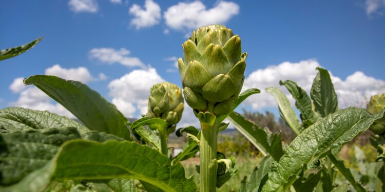 TatilBudur’da festival heyecanı başlıyor.